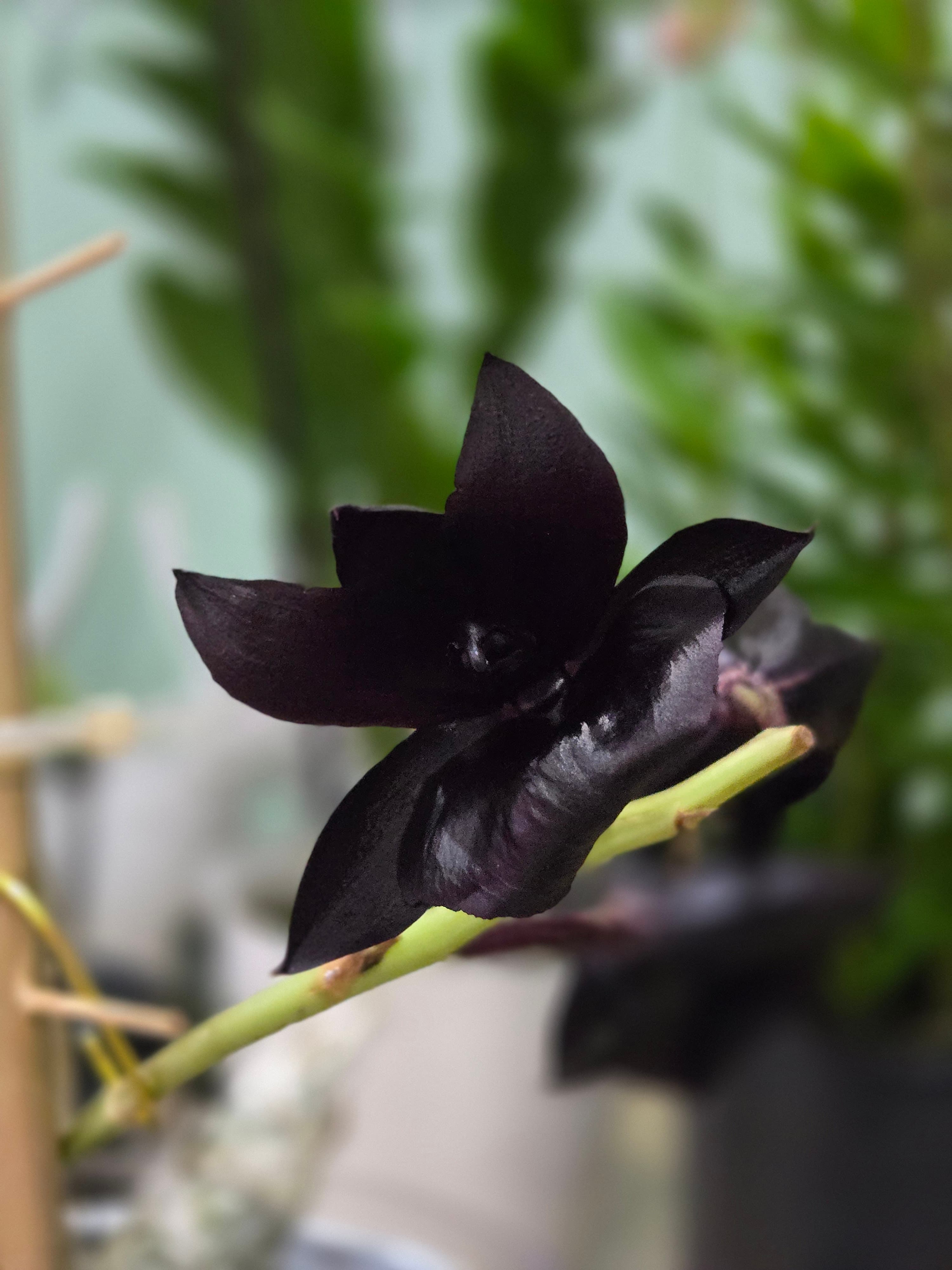 Monnierara ‘Witchcraft’