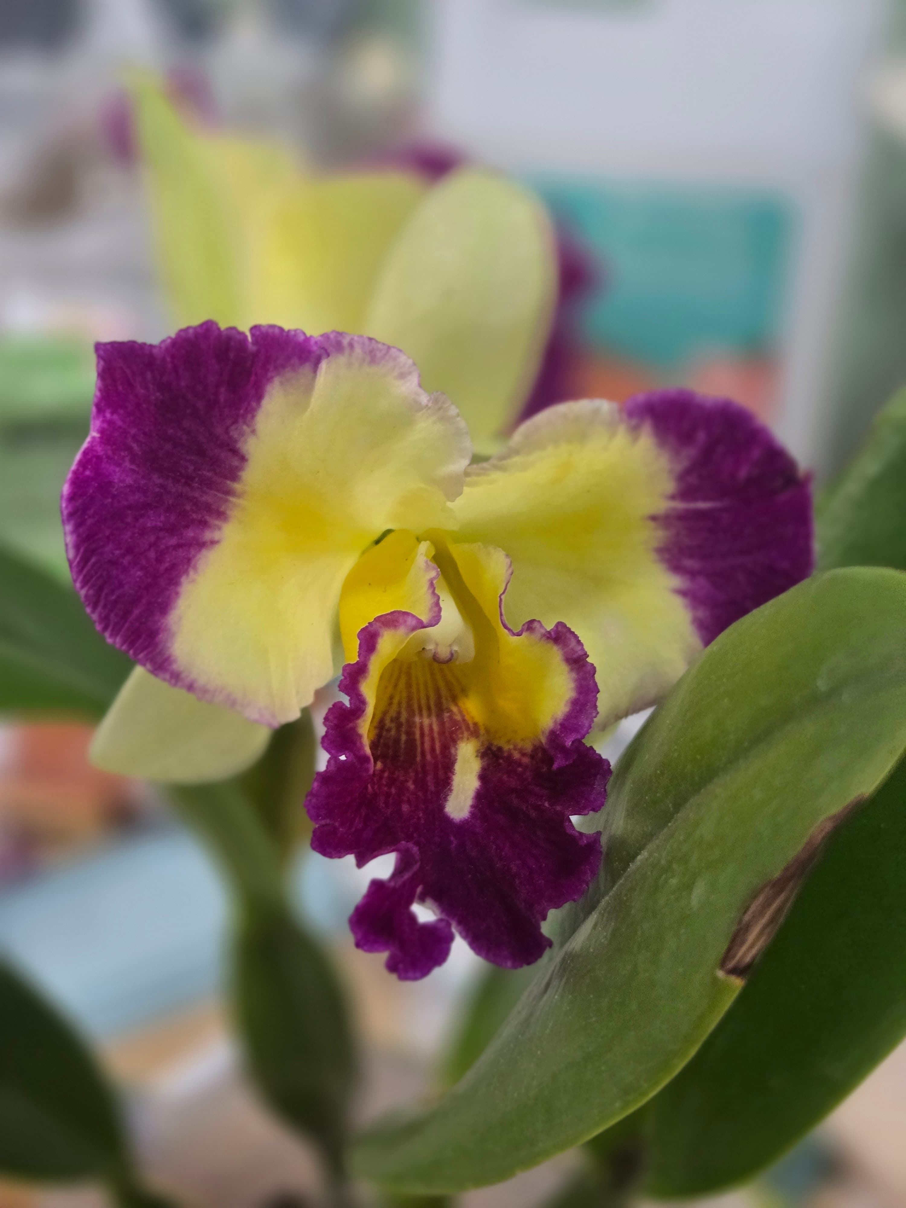 Cattleya Taiwan Fantasy