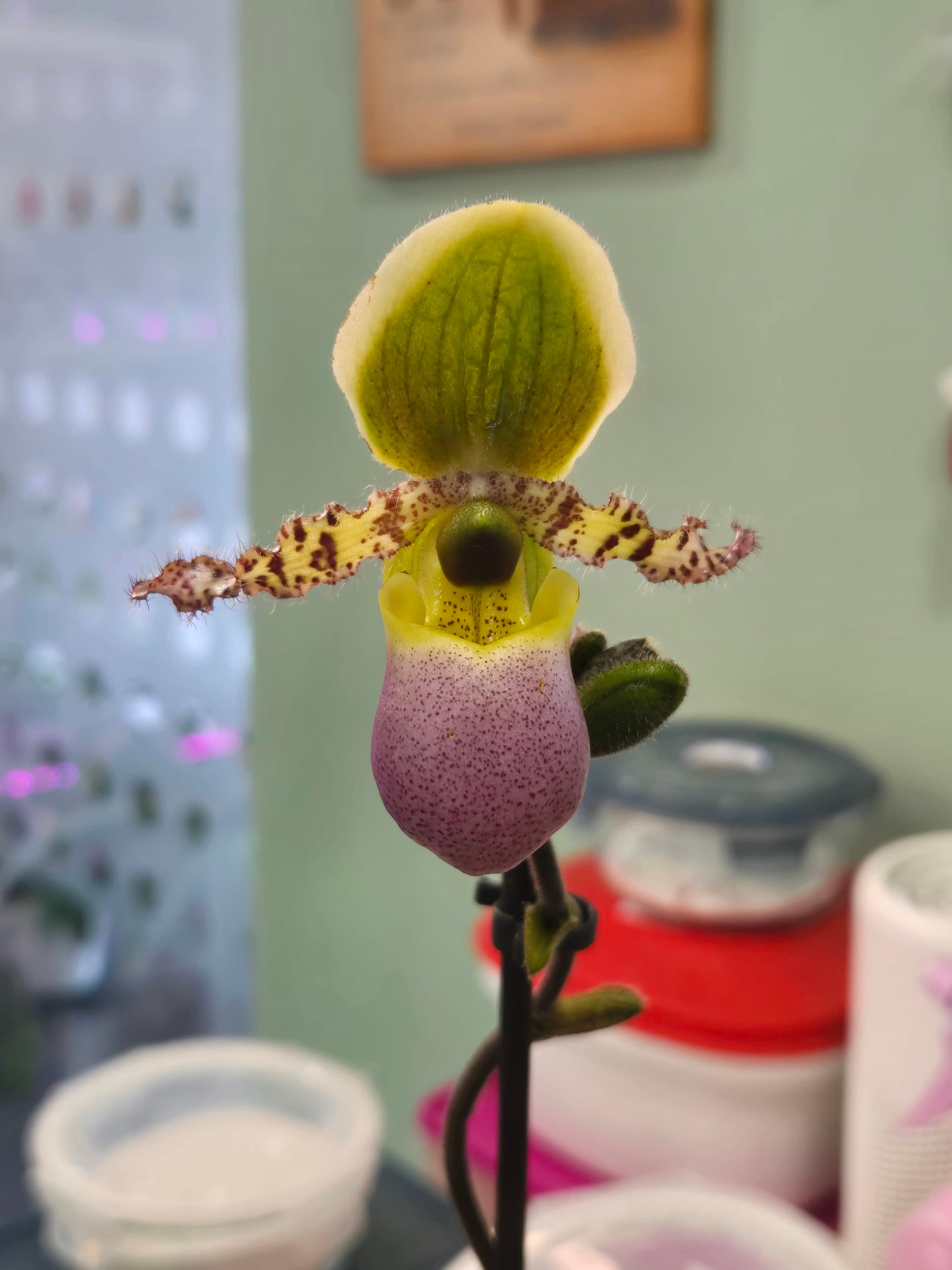 Paphiopedilum