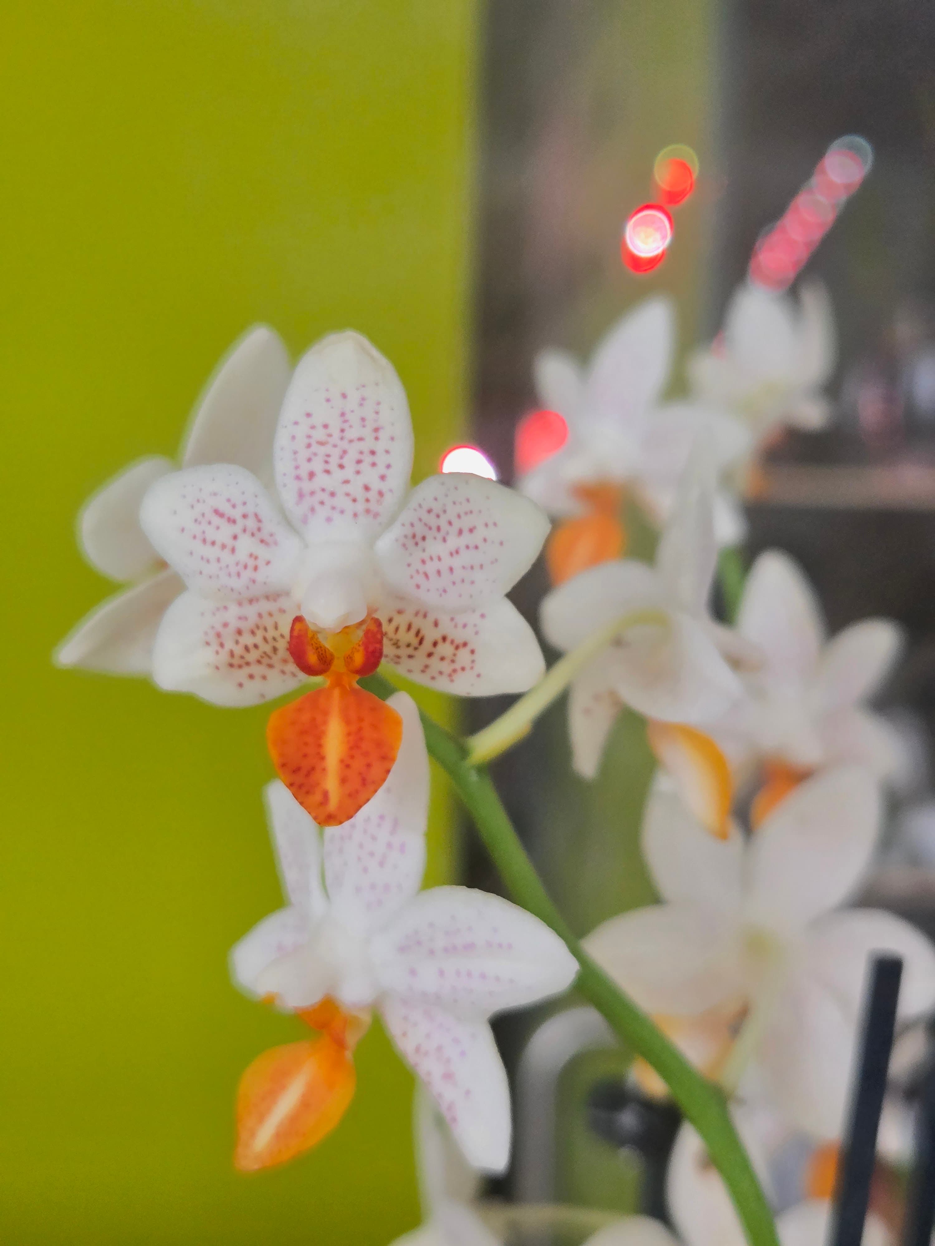 Phalaenopsis Mini Mark