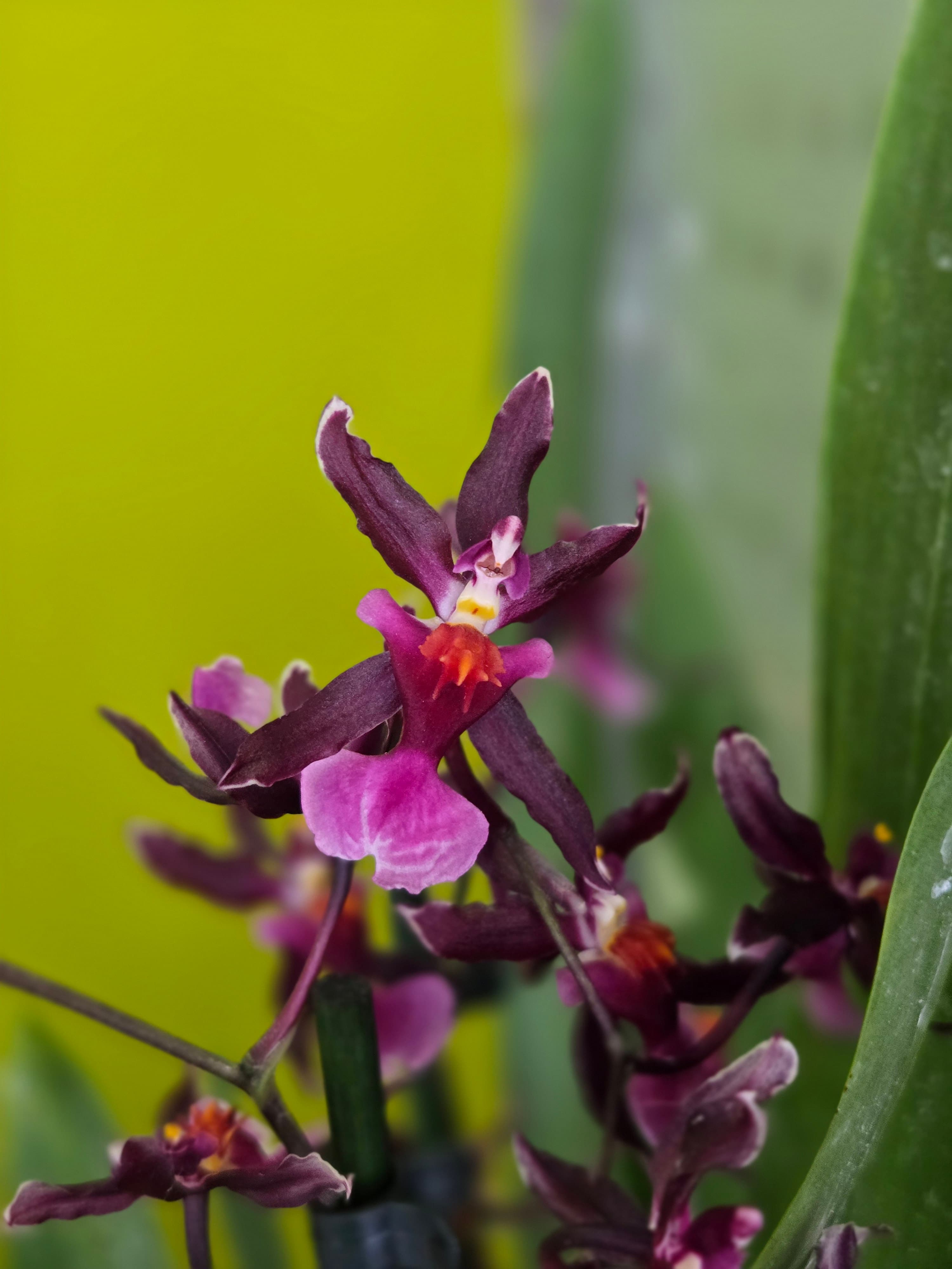 Oncidium Katrin Zoch