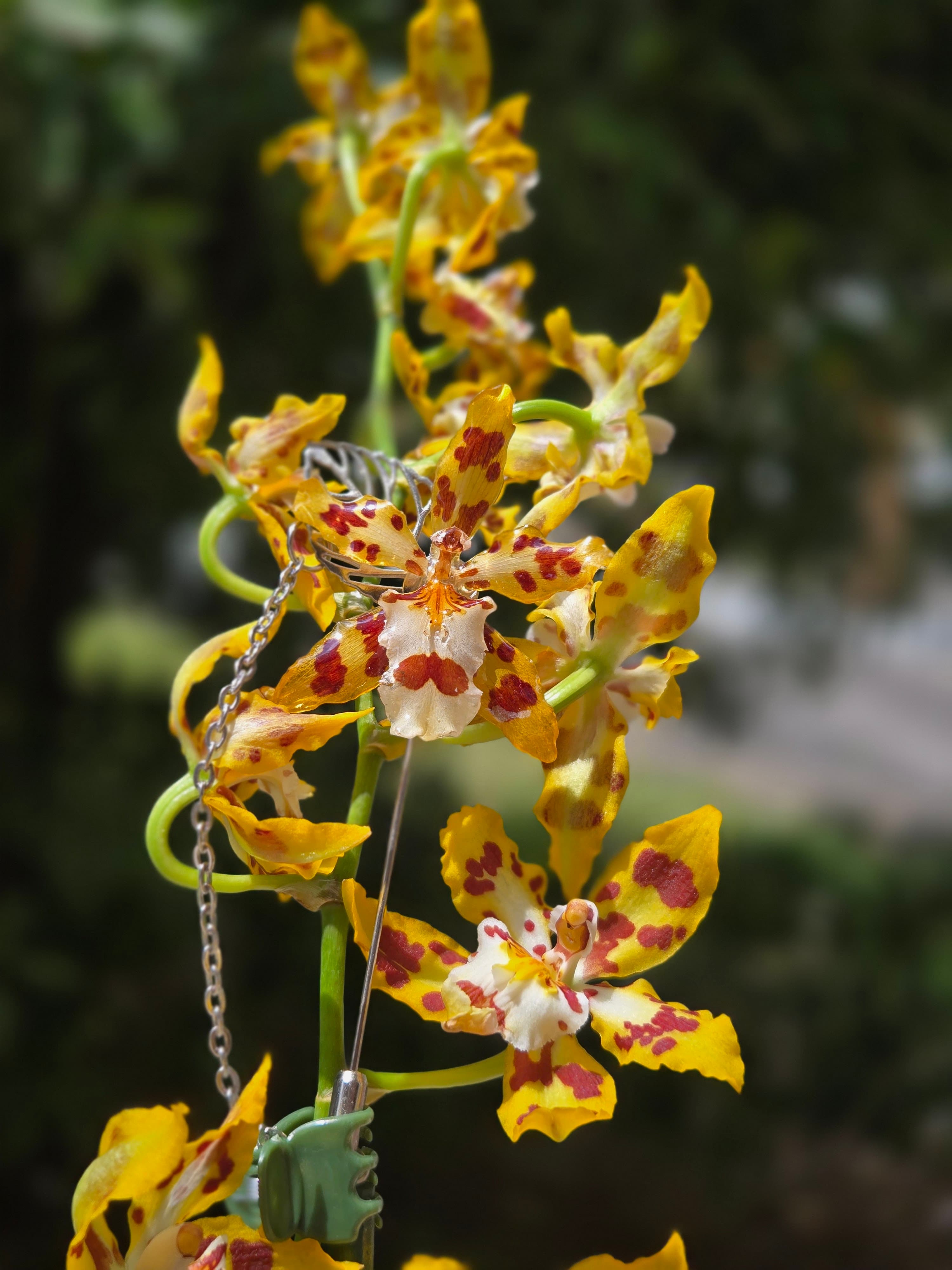 Cambria Africana