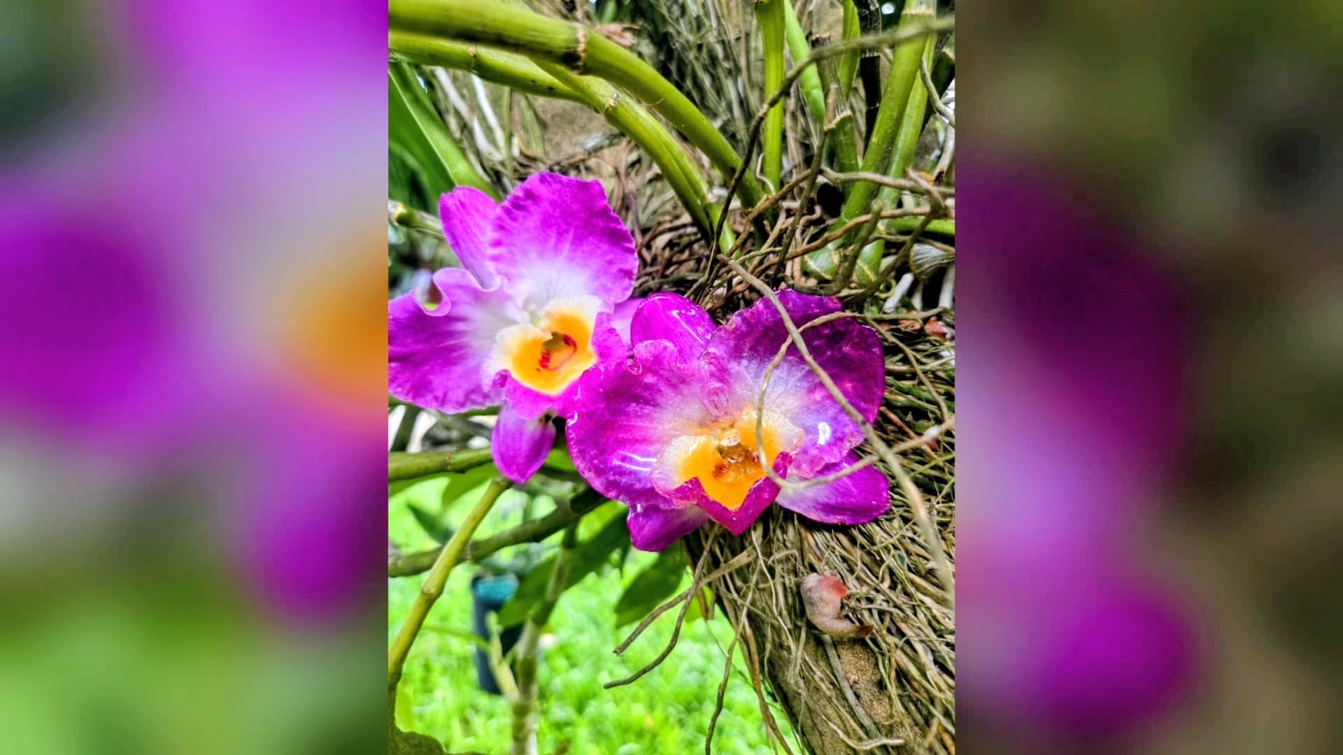 Da Flor à Joia